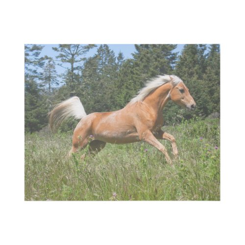 Palomino Horse Running through a Meadow Gallery Wrap