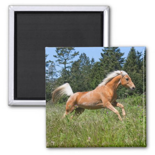 Palomino Horse Running through a Meadow Magnet