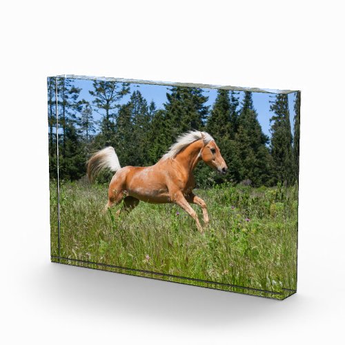 Palomino Horse Running through a Meadow Photo Block