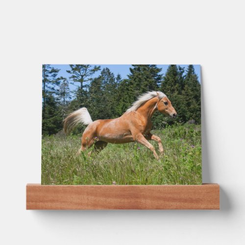 Palomino Horse Running through a Meadow Picture Ledge