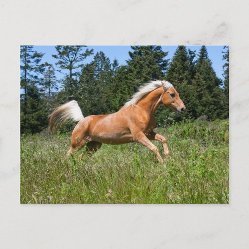 Palomino Horse Running through a Meadow Postcard
