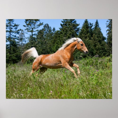 Palomino Horse Running through a Meadow Poster