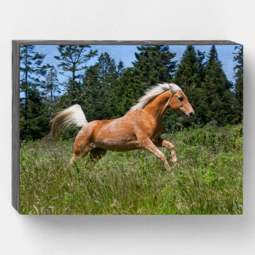 Palomino Horse Running through a Meadow Wooden Box Sign