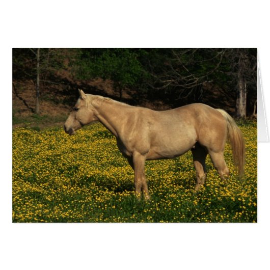 Palomino in Yellow Flowers (Front Horizontal)