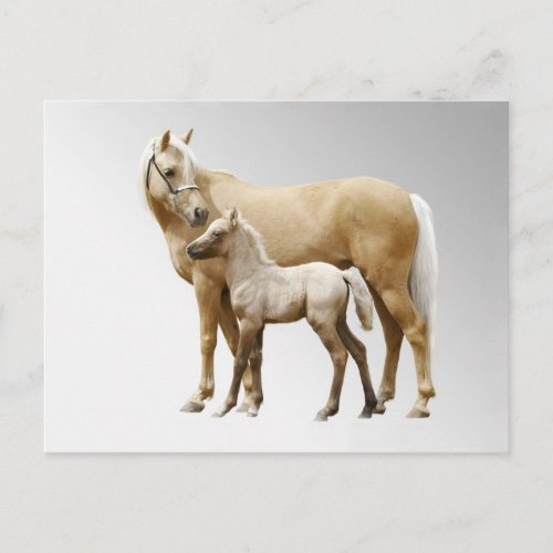 Palomino Mare  Foal Postcard