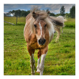 Palomino Paint Horse & Field Photo Poster