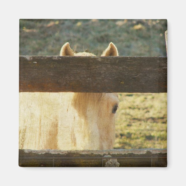 Palomino Peeking Through Fence Magnet (Front)