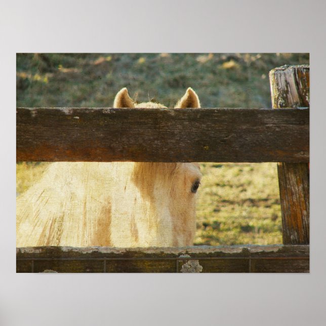 Palomino Peeking Through Fence Poster (Front)