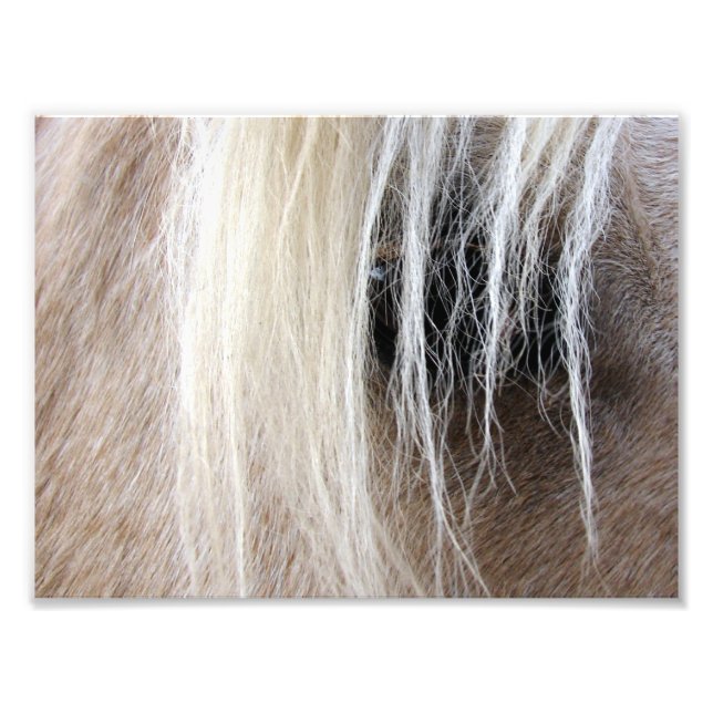 Palomino Photo Print (Front)