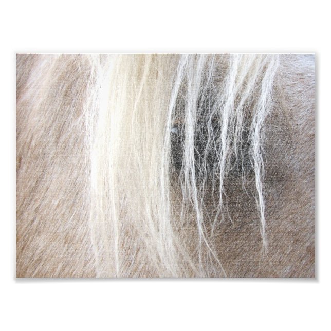 Palomino Photo Print (Front)