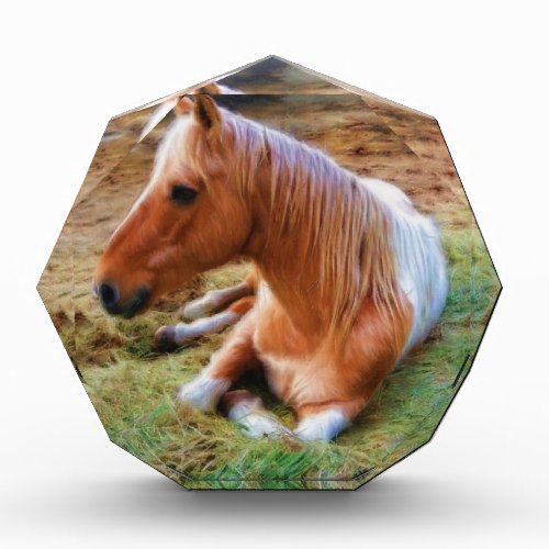 Palomino Pinto Horse Resting Artwork Award