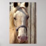 Palomino Pony Poster Print