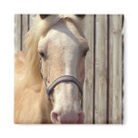 Palomino Pony Square Magnet