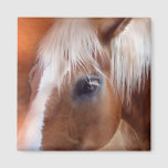 Palomino Portrait Art Magnet