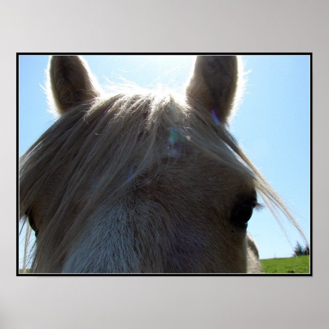 Palomino Poster (Front)