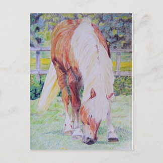 Palomino Princess Postcard