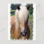 Palomino Quarter Horse Postcard