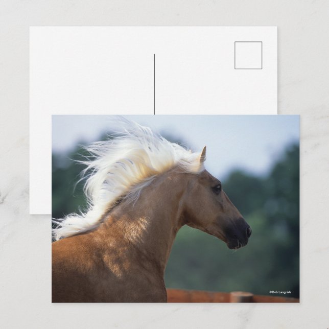 Palomino Rocky Mountain Horse Headshot Postcard (Front/Back)