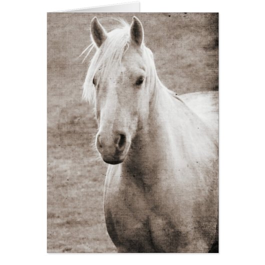 Palomino Sepia All Occasions  Cards (Front)