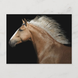 Palomino Stallion Postcard