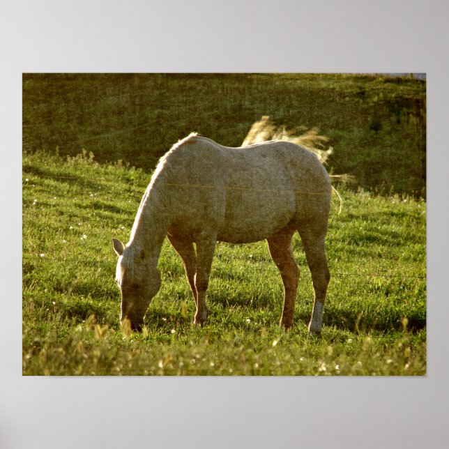 Palomino Sunset Poster (Front)