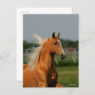 Palomino Tennesee Walking Horse Stallion Postcard