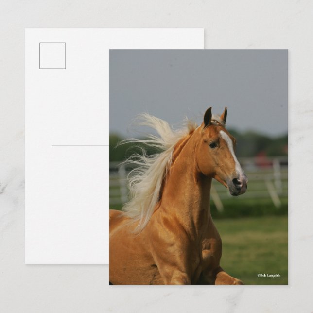Palomino Tennesee Walking Horse Stallion Postcard (Front/Back)