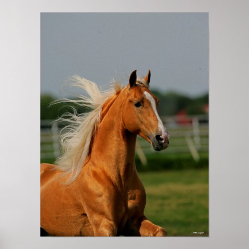Palomino Tennesee Walking Horse Stallion Poster