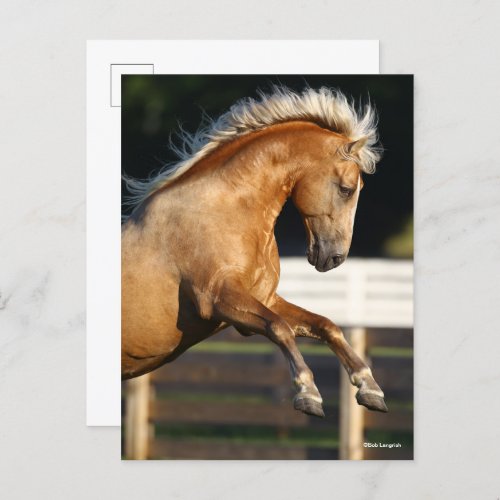 Palomino Tennessee Walker Stallion Rearing Postcard