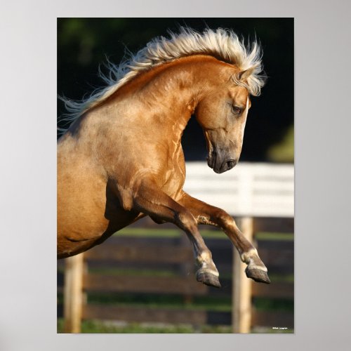 Palomino Tennessee Walker Stallion Rearing Poster