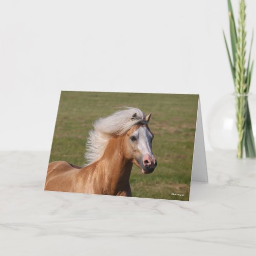 Palomino Welsh Pony Headhot Mane Flowing Card