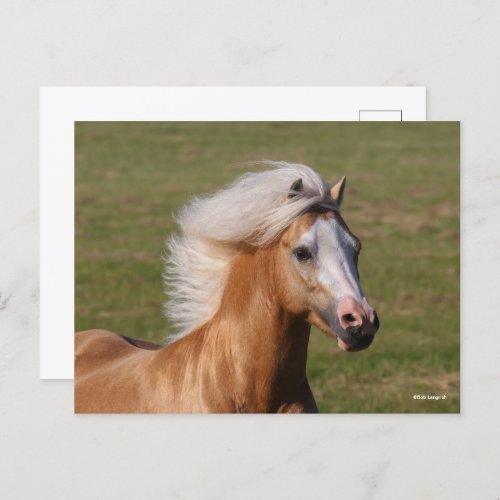 Palomino Welsh Pony Headhot Mane Flowing Postcard