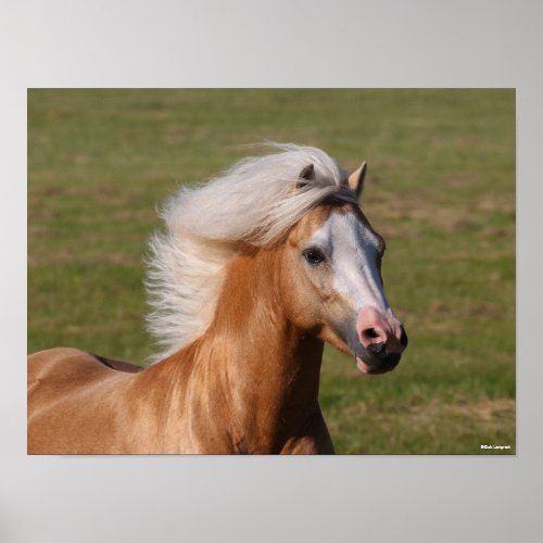 Palomino Welsh Pony Headhot Mane Flowing Poster