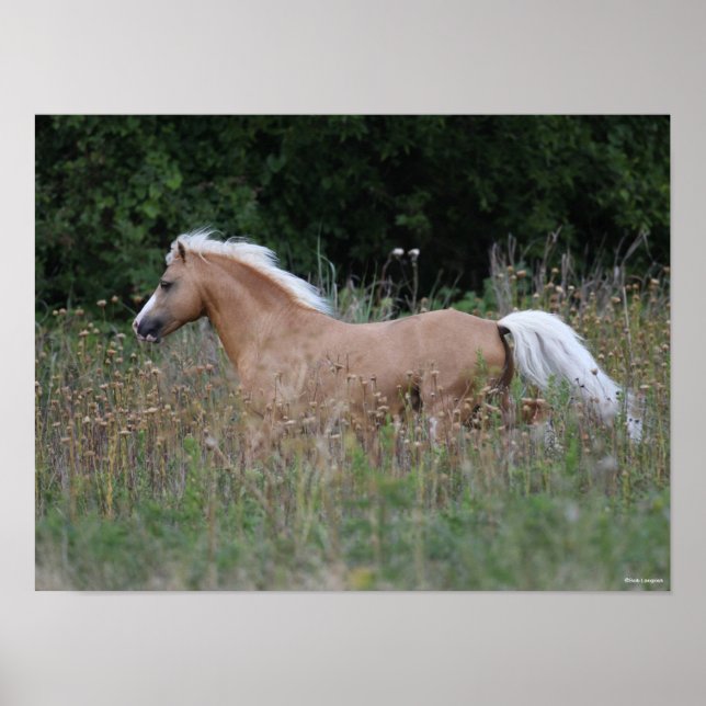 Palomino Welsh Pony Running In Long Grass Poster (Front)
