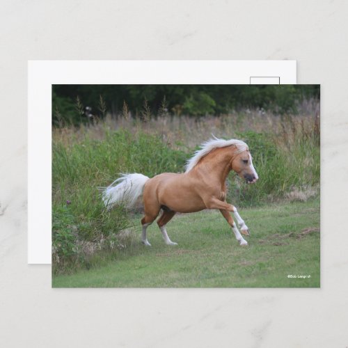 Palomino Welsh Pony Stallion Running Postcard