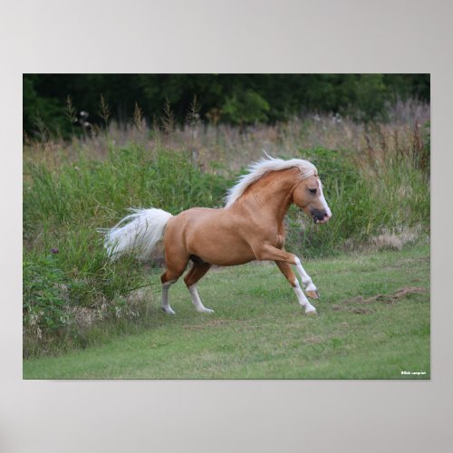 Palomino Welsh Pony Stallion Running Poster