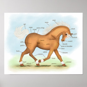Palomino with Socks & Blaze Horse Anatomy Poster