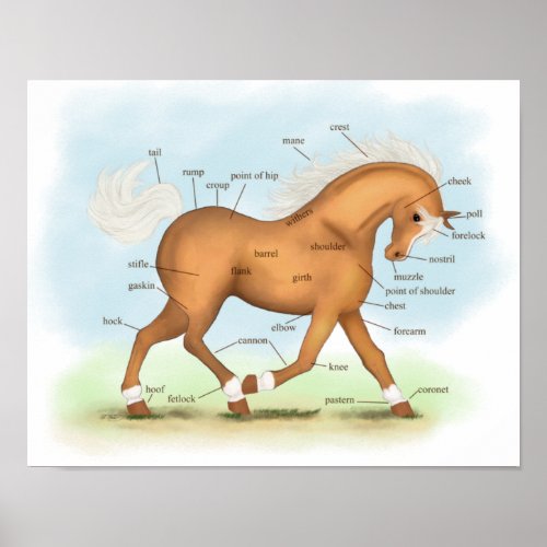 Palomino with Socks  Blaze Horse Anatomy Poster
