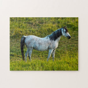 Palouse horse, Colfax, Palouse Area, Washington Jigsaw Puzzle