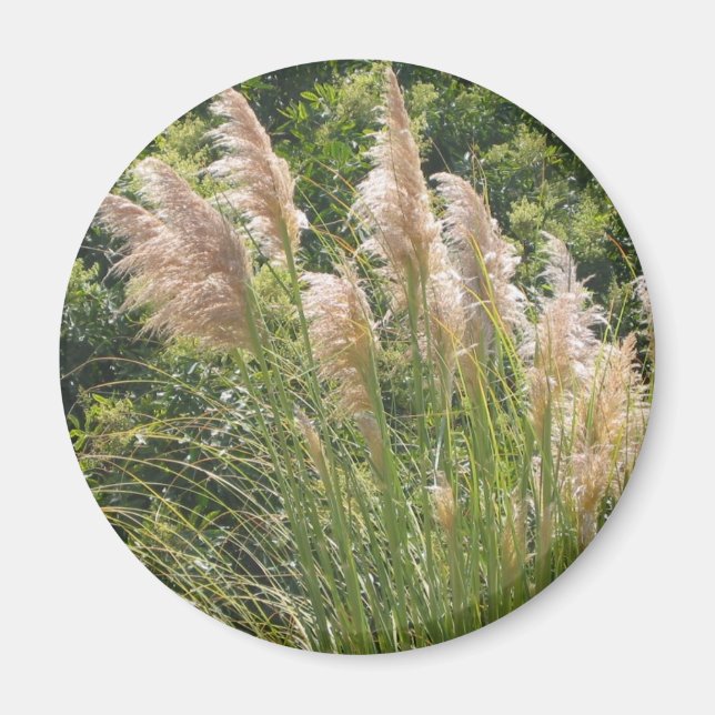 Pampas Grass Magnet (Front)