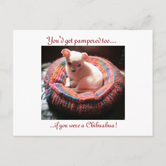 Pampered Chihuahua Dog Postcard (Front)