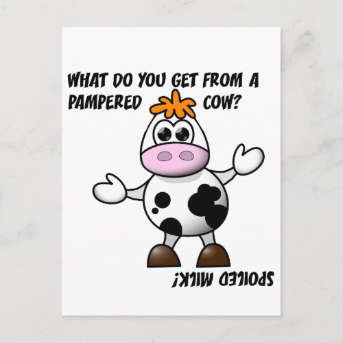 Pampered Cow Joke Postcard