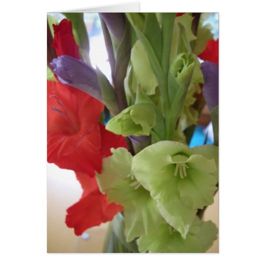 pam's gladiolas (Front)