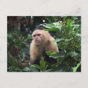 Panama, Capuchin Monkey in the Jungle Postcard