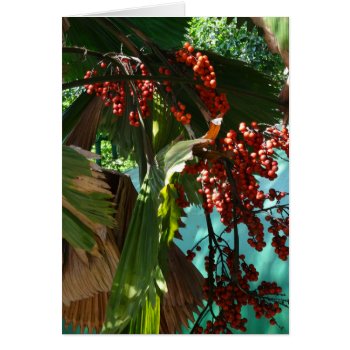 Panama Plants by judynd at Zazzle