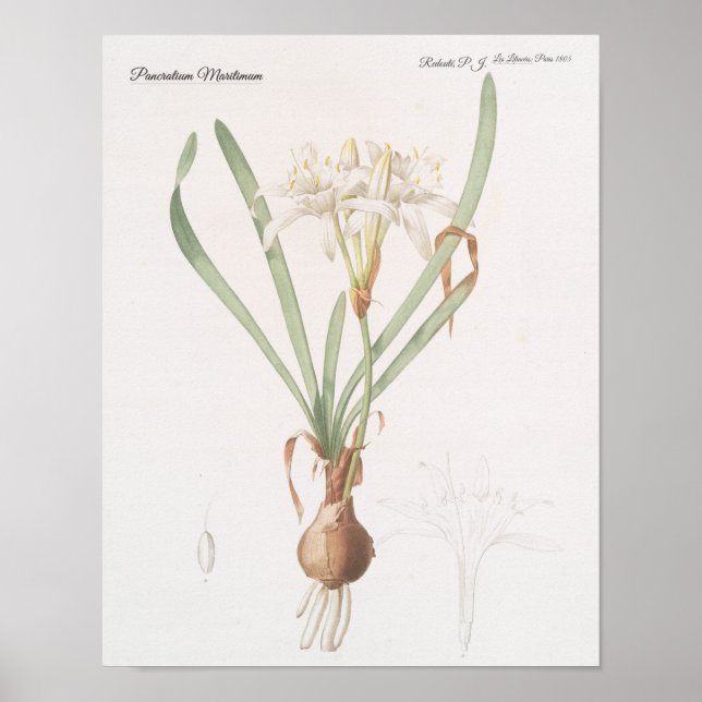 Pancratium Maritimum Poster (Front)