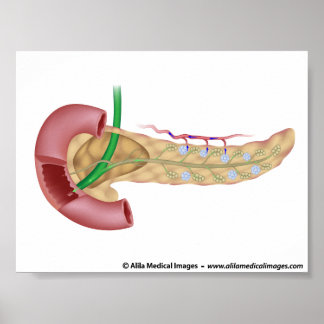 Pancreas exocrine and endocrine glands diagram. poster