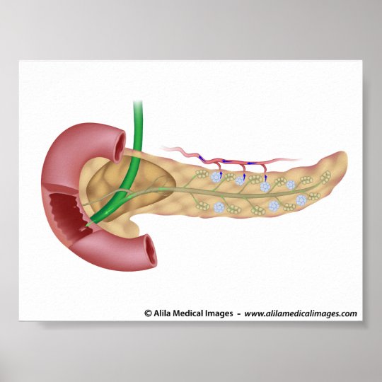 Pancreas exocrine and endocrine glands diagram. poster | Zazzle.com