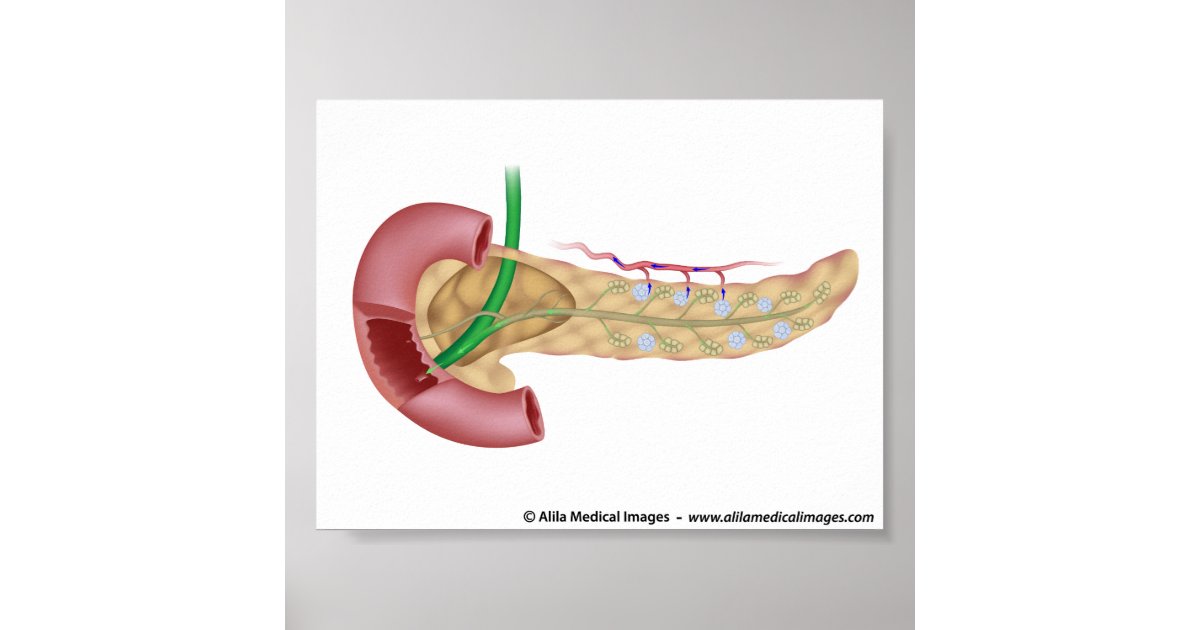 Endocrine system with labels