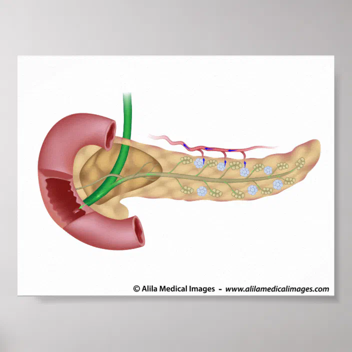 Pancreas Exocrine And Endocrine Glands Diagram Poster Zazzle Com